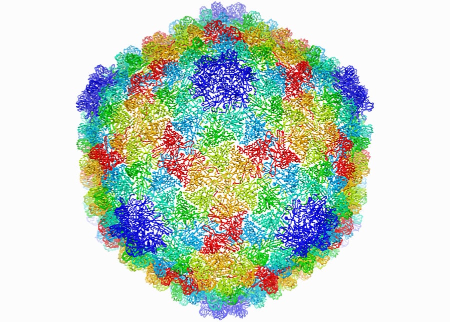 Cryo-EM map of a virus particle