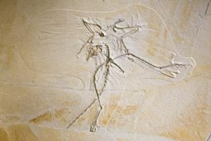 (Photo - Archaeopteryx Fossil)